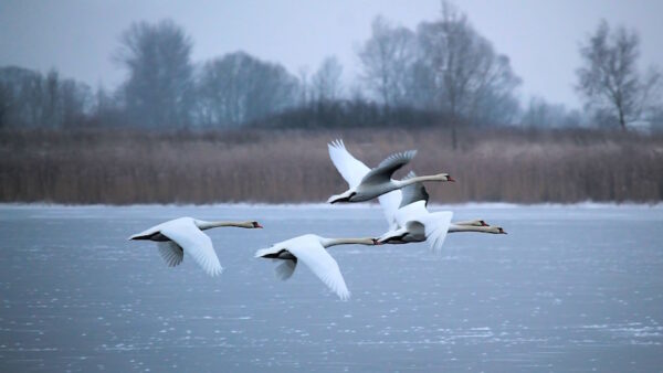 Schwäne am Schielowsee